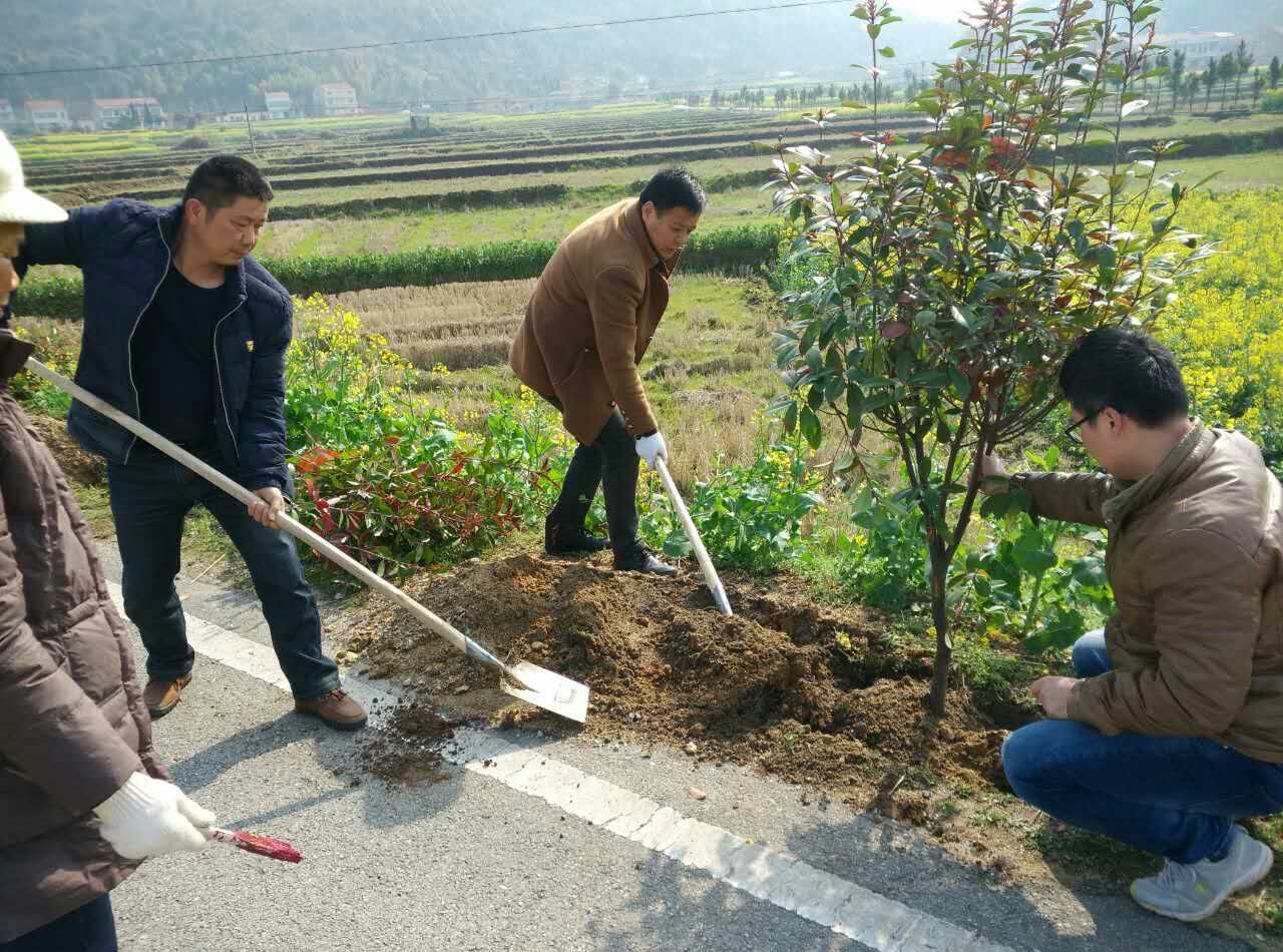 黄梅县园林局开展义务植树活动